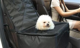 σκύλος σε αμάξι