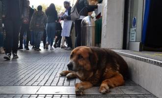 αδέσποτο στη Θεσσαλονίκη