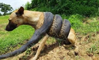 ανακόντα με σκύλο