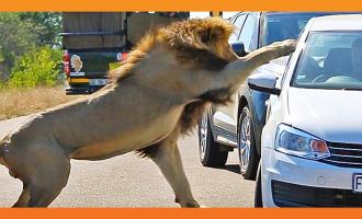 λιοντάρι σε πάρκινγκ