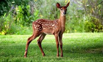 Νεκρό ελάφι