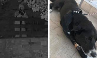 βέλος σε σκύλο