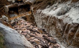 σφαγή των βιζόν στη Δανία