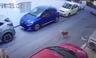 καψερό σκυλάκι