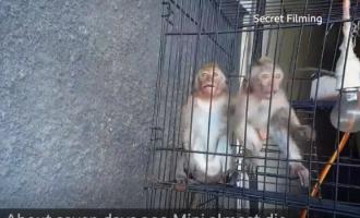 μαϊμουδάκια