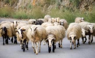 πανωλη