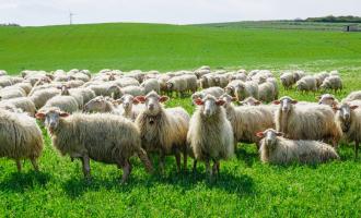 Σκάνδαλο ΟΠΕΚΕΠΕ