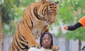 tiger