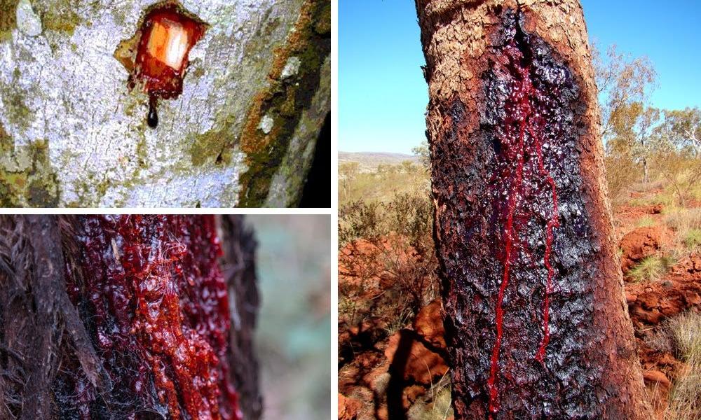 Περίεργο! Αυτό είναι το δέντρο που "ματώνει"! Pentapostagma