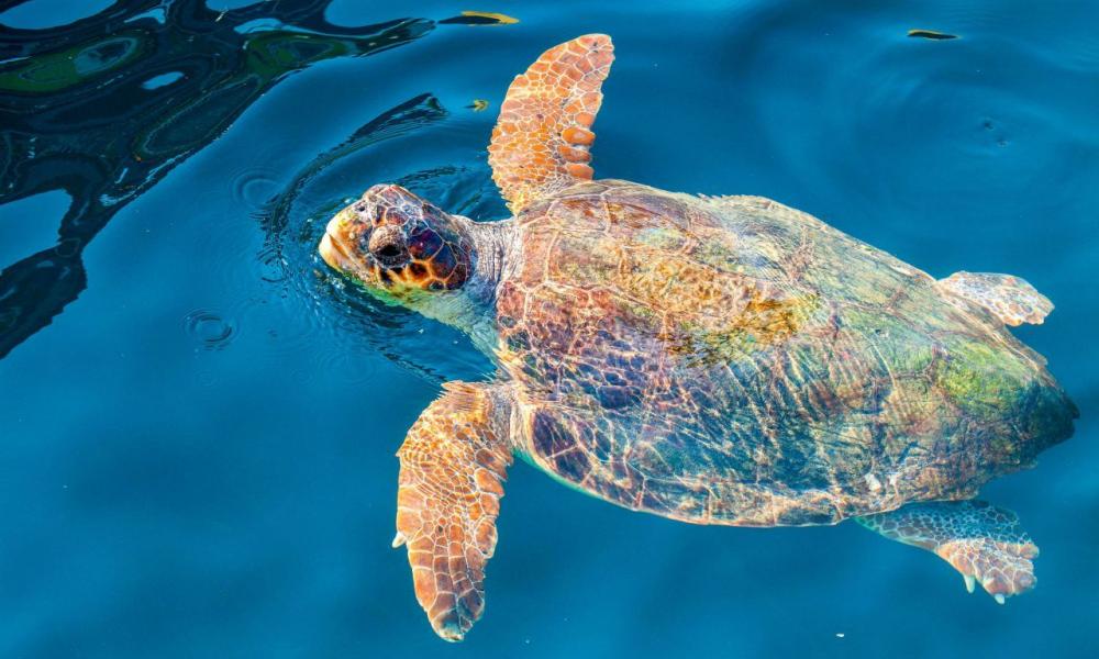 Χελώνα καρέτα καρέτα προσπαθεί να γεννήσει και μεθυσμένοι τουρίστες δεν την  αφήνουν (βίντεο) | Pentapostagma