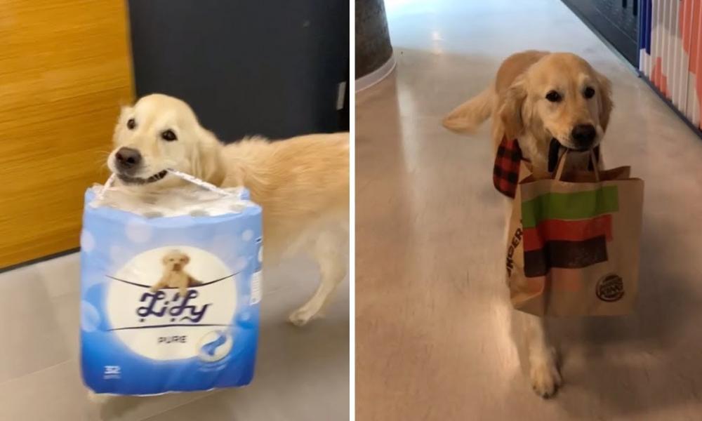 σκύλος κουβαλά ψώνια