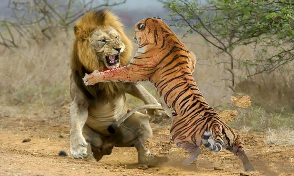 Λιοντάρι εναντίον Τίγρης