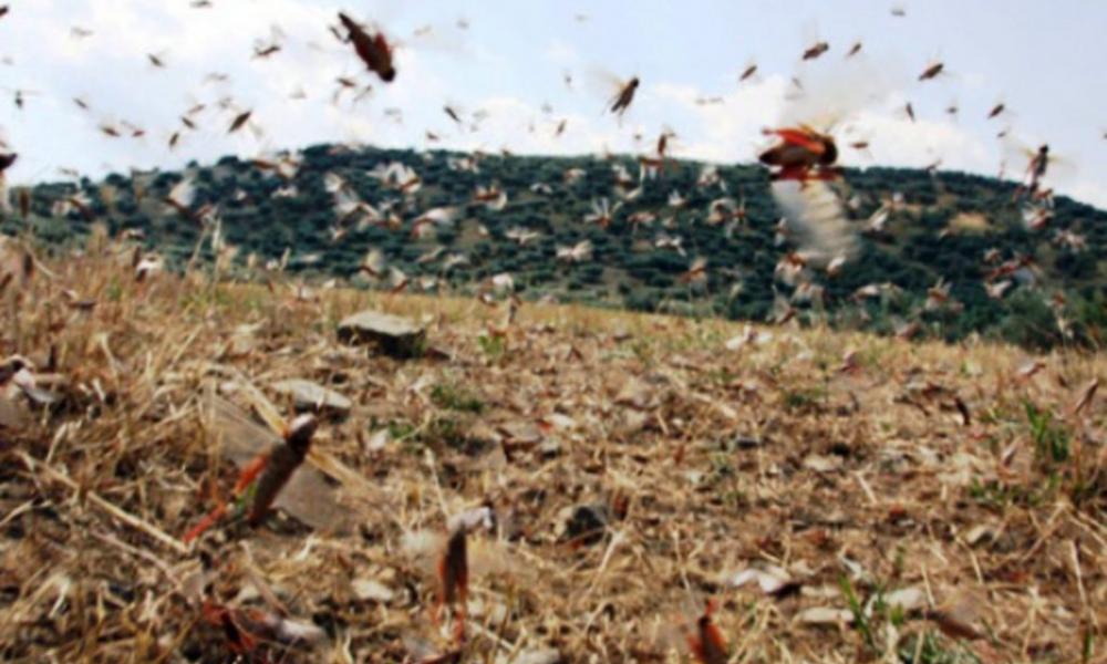 Αποτέλεσμα εικόνας για ΑΚΡΙΔΕΣ