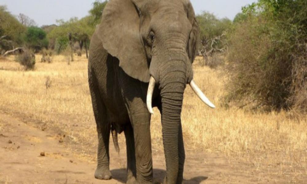 Ελέφαντας