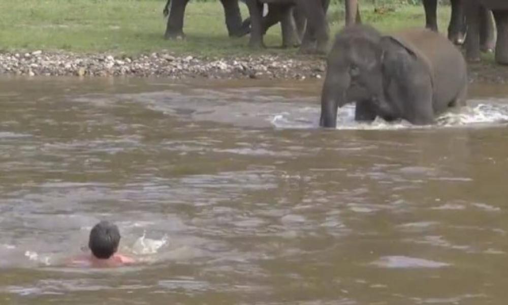 Ελέφαντας σώζει άντρα