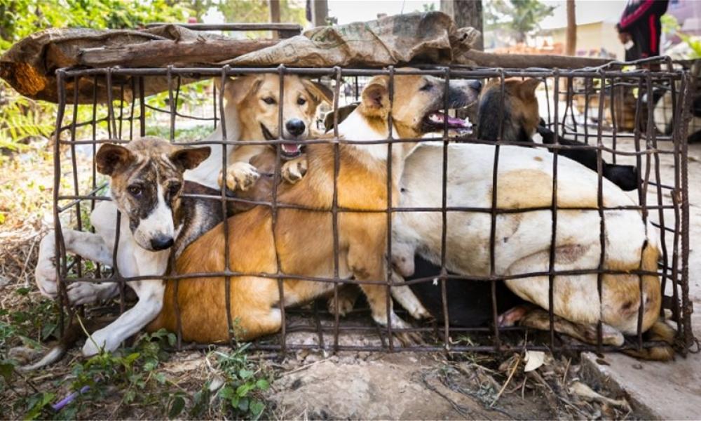 Σκύλοι στην Ασία