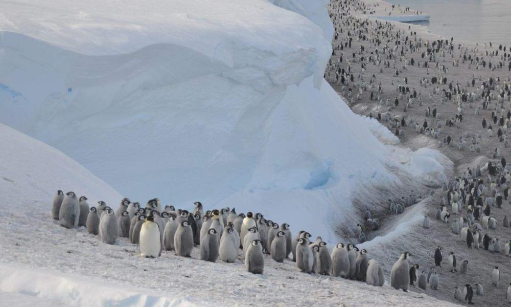 αποικίες αυτοκρατορικών πιγκουίνων