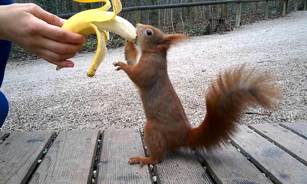 σκίουρος που τρώει μπανάνα