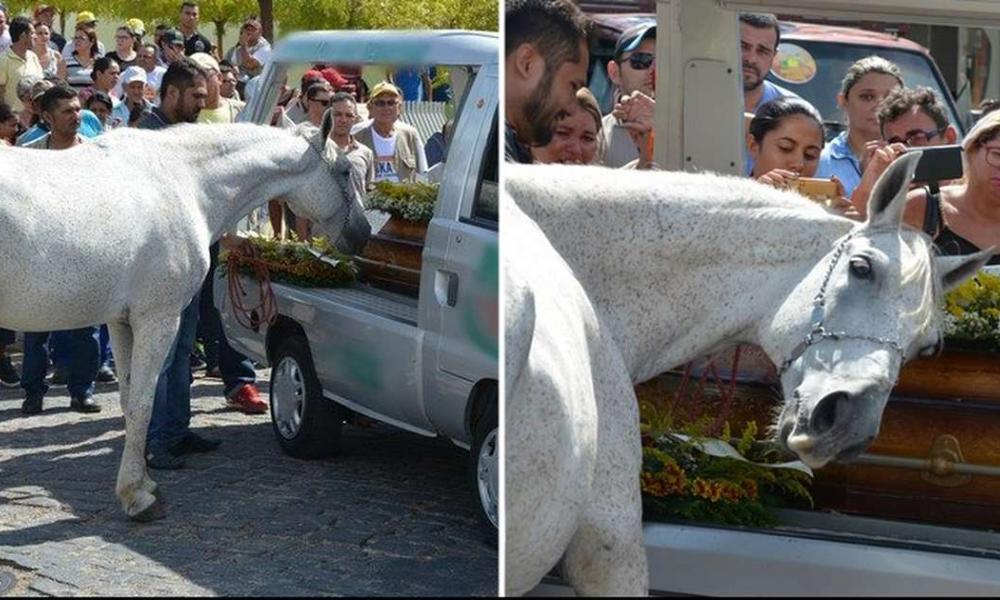 άλογο σε κηδεία