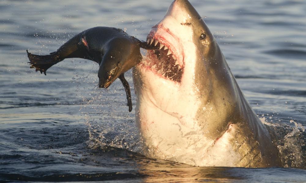 επίθεση καρχαρία σε φώκια