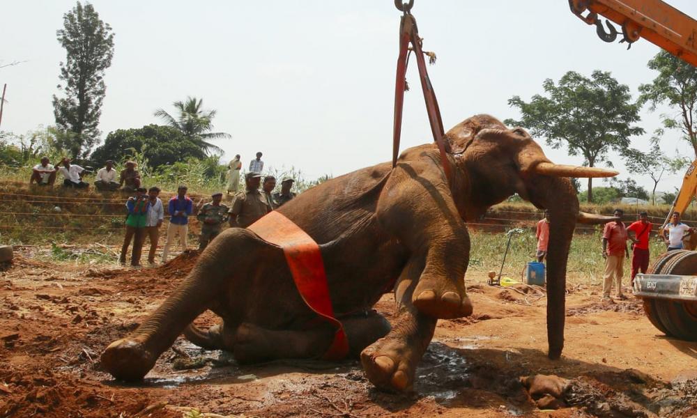 διάσωση ελέφαντα