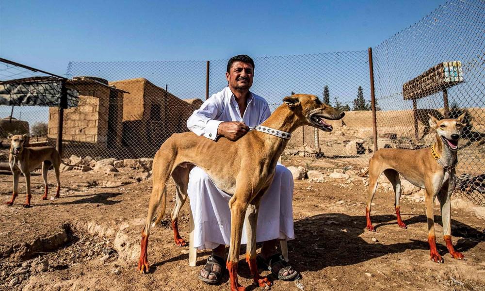 εκτροφείς σκύλων σαλούκι στη Συρία