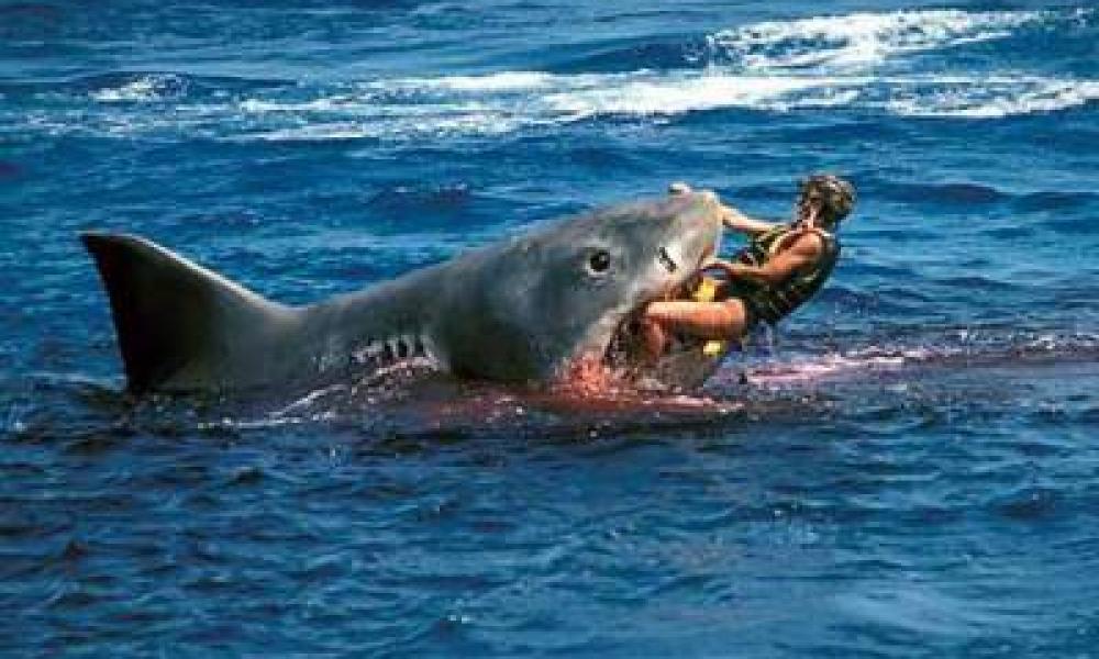 επίθεση καρχαρία 