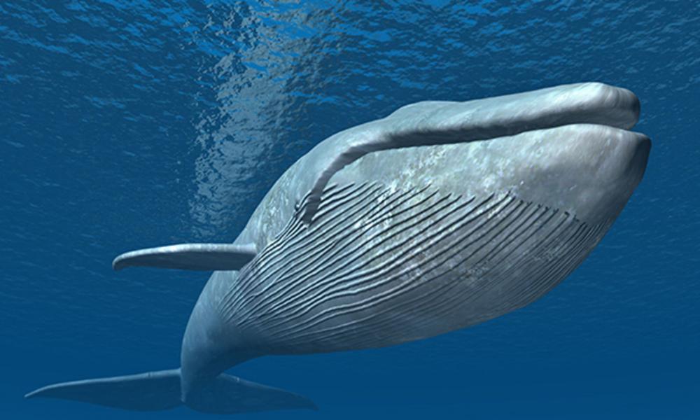 μπλε φάλαινες