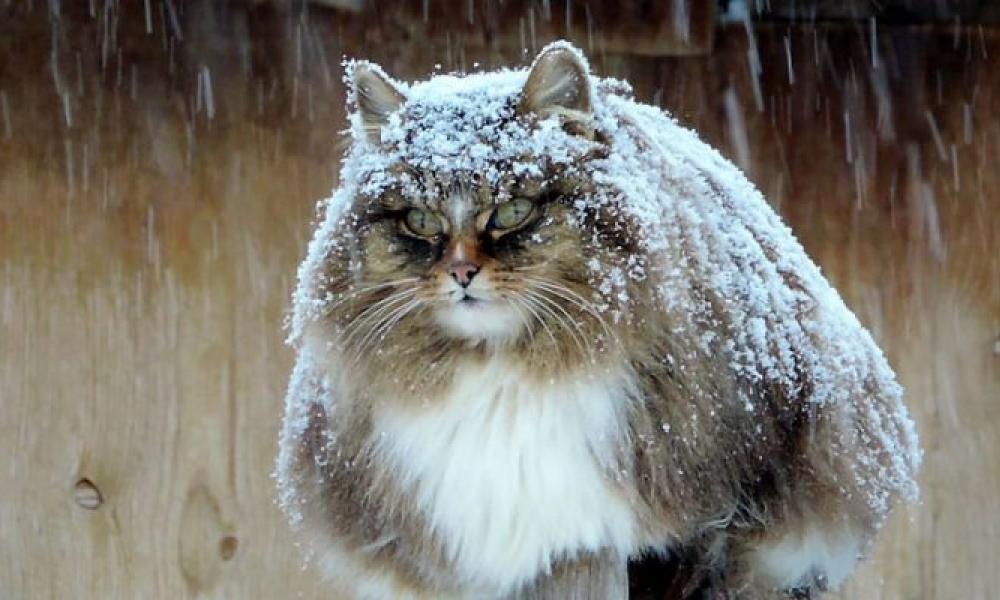 Σιβηρία γατες
