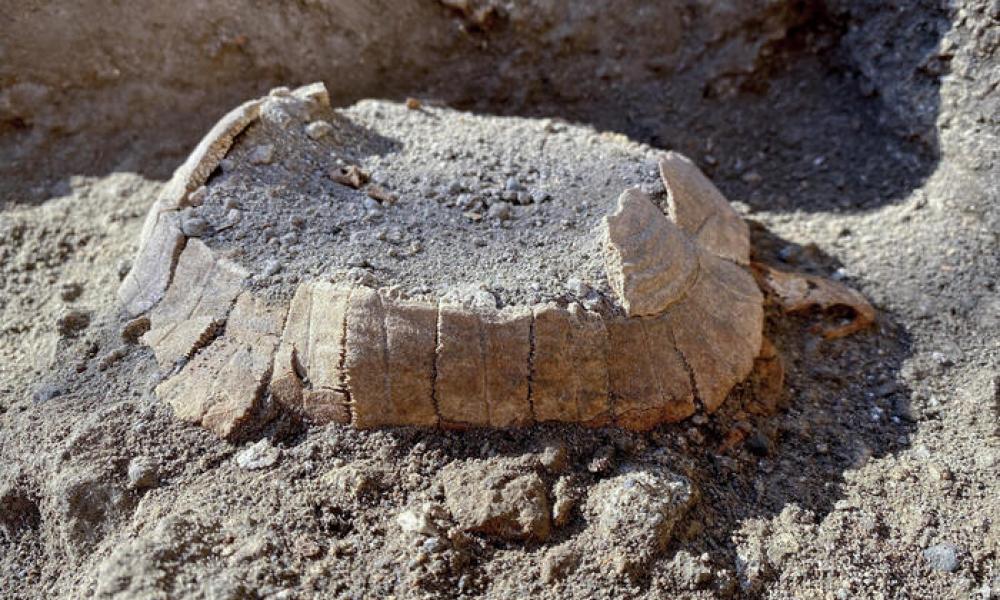 Η χελώνα που βρέθηκε σε ανασκαφή της Πομπηίας (ANSA/CIRO FUSCO)