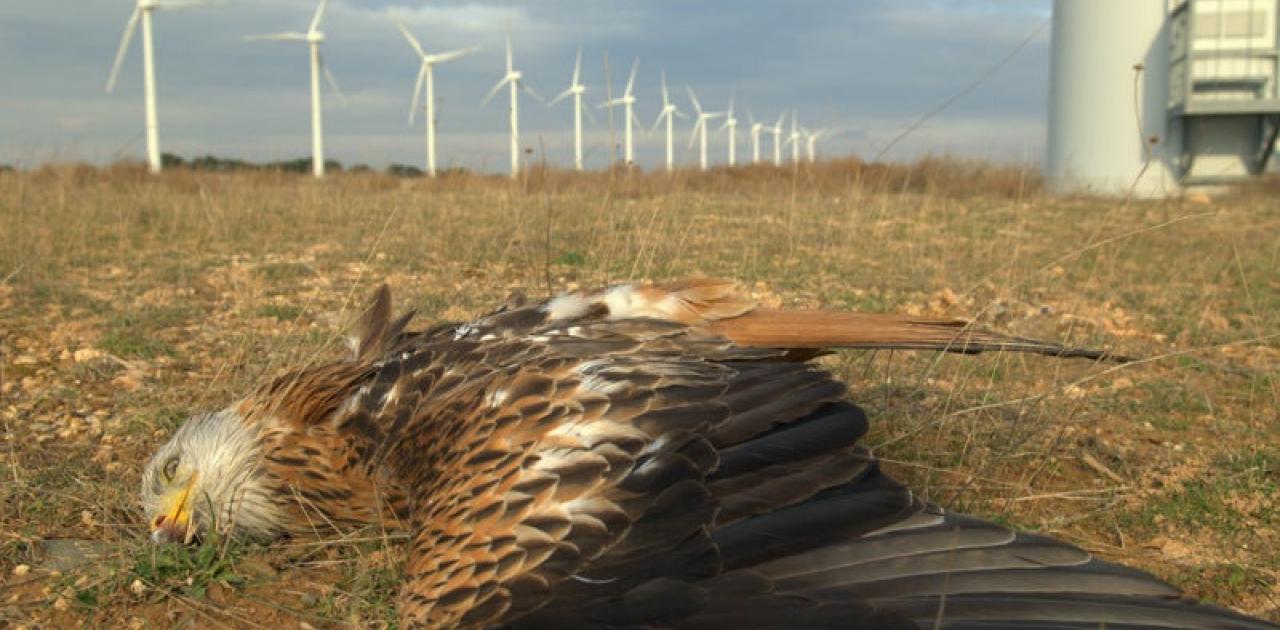 Νεκρά σπάνια αρπακτικά από πρόσκρουση σε ανεμογεννήτριες | Pentapostagma