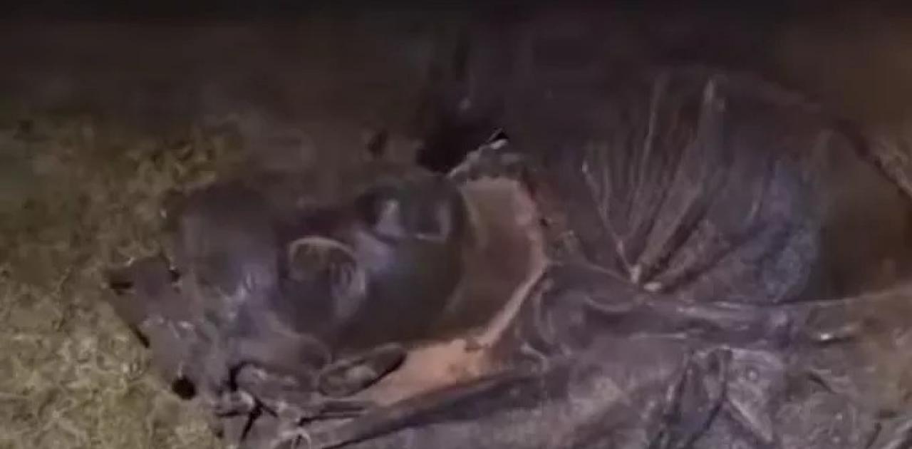 Αυστραλία: Αποκεφάλισαν άγαλμα της βασίλισσας Βικτώριας (βίντεο) | Pentapostagma