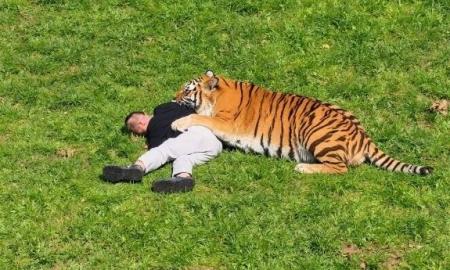 tiger