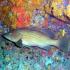 Η στήρα (Epinephelus costae) είναι σαρκοφάγο ψάρι και στενός συγγενής του ροφού (Fernando Herranz Martín / CC BY-SA 2.5)