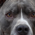 Pitbull