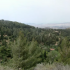 Δάσος