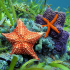 asterias