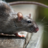  Hantavirus