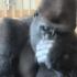gorillas
