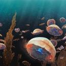 Βιονική Μέδουσα