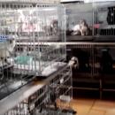 Παράνομα εκτροφεία Ισπανία