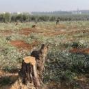 κομμένες ελιές