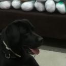 Άτλας σκύλος ναρκωτικά