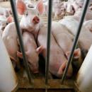 χοιρινό, Ιταλία