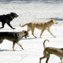 Αγέλη σκύλων