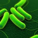 Ιοί και μικρόβια