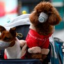 Κοροναϊός σε σκύλο