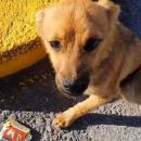 Σκυλάκι με κομμένο πόδι