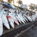 εμπόριο πτερυγίων