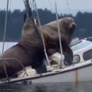 θαλάσσια λιοντάρια